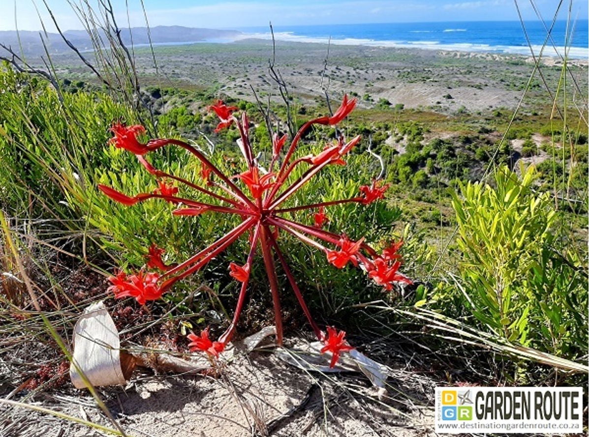 Candelabra in Bloom: A Coastal Hike in Goukamma Nature Reserve