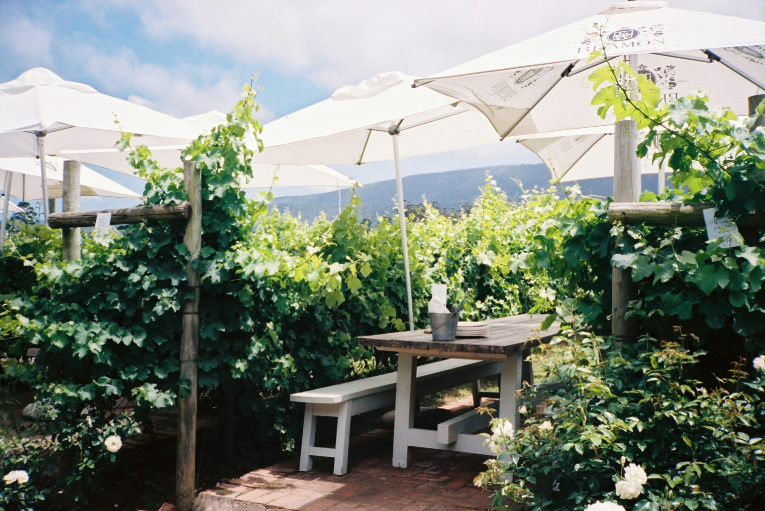 Child-friendly wineries on the Garden Route